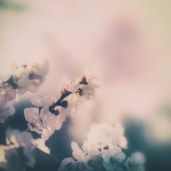 Cherry blossom detail — Stock Photo, Image