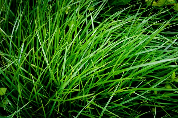 Hoja de hierba — Foto de Stock