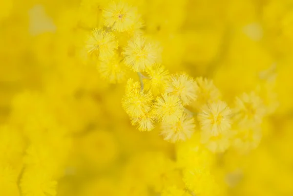 Detail van mimosa bloem — Stockfoto