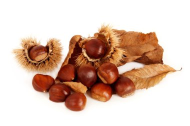 Kestane, kurutulmuş yaprakları ve kabuğu.