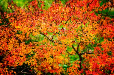 Renkli sonbahar yaprakları