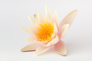 İzole tek lotus çiçeği