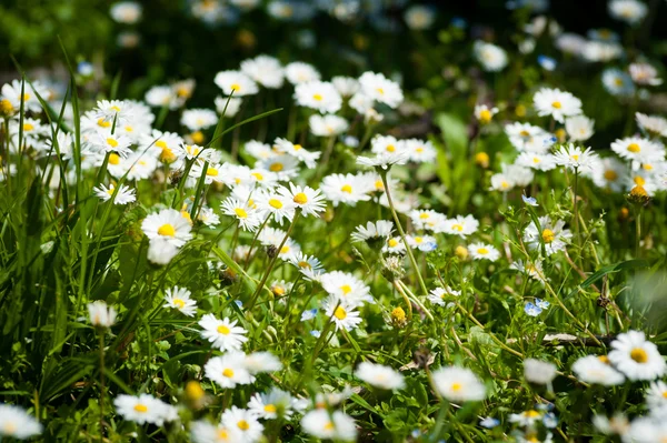 Field of daisy flowers — Stock Photo, Image