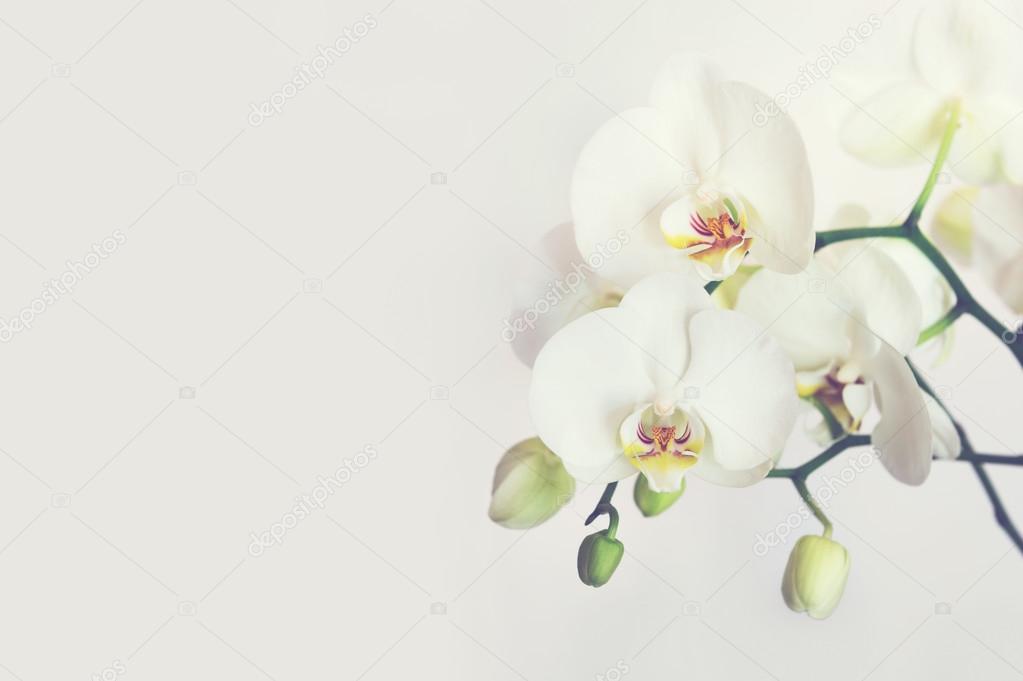 White Orchids Flower Isolated On White Background Stock Photo Image By C Fabitz White Orchids Flower Isolated On White Background Stock Photo Image By C Fabitz