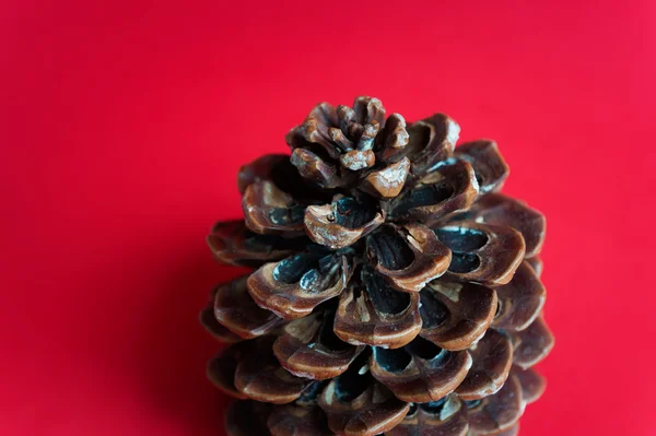 Pine cone on red background — Stock Photo, Image