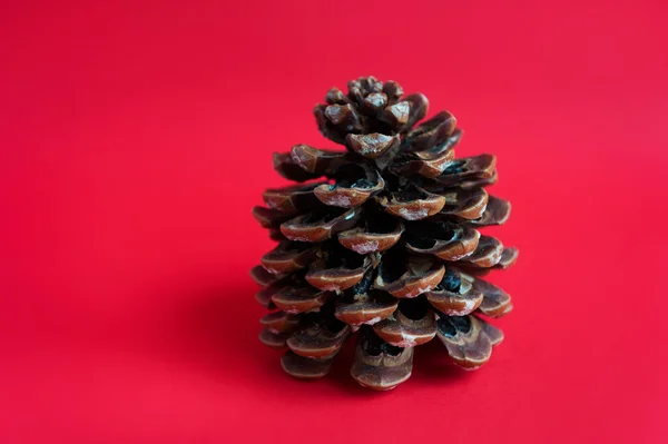 Cono de pino sobre fondo rojo —  Fotos de Stock