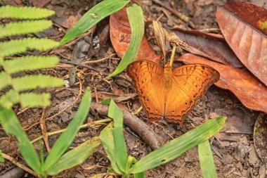  Beautiful flower and  butterfly in Samboja Lodge nature