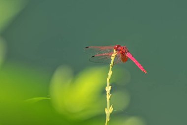  Nyadeng Gölü 'nün etrafında çok güzel yapışkanlar var.