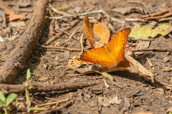 Krásná Květina Motýl Samboja Lodge Přírodě — Stock fotografie