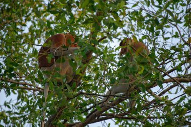 Proboscis maymunu (Nasalis larvatus) - Borneo 'daki yağmur ormanlarında (Kalimantan) ağaçlar ve palmiyelerle doğal ortamında uzun burunlu maymun (Hollandalı maymun)