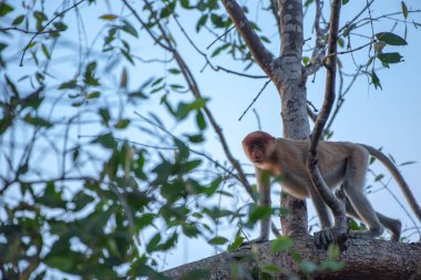 Proboscis maymunu (Nasalis larvatus) - Borneo 'daki yağmur ormanlarında (Kalimantan) ağaçlar ve palmiyelerle doğal ortamında uzun burunlu maymun (Hollandalı maymun)