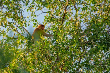Proboscis maymunu (Nasalis larvatus) - Borneo 'daki yağmur ormanlarında (Kalimantan) ağaçlar ve palmiyelerle doğal ortamında uzun burunlu maymun (Hollandalı maymun)