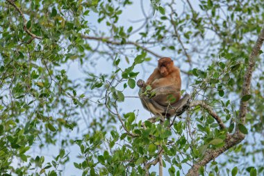 Proboscis maymunu (Nasalis larvatus) - Borneo 'daki yağmur ormanlarında (Kalimantan) ağaçlar ve palmiyelerle doğal ortamında uzun burunlu maymun (Hollandalı maymun)