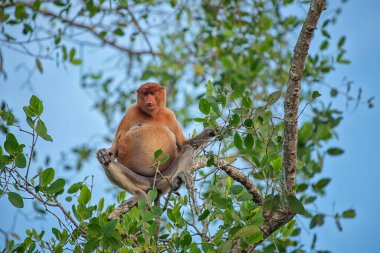 Proboscis maymunu (Nasalis larvatus) - Borneo 'daki yağmur ormanlarında (Kalimantan) ağaçlar ve palmiyelerle doğal ortamında uzun burunlu maymun (Hollandalı maymun)