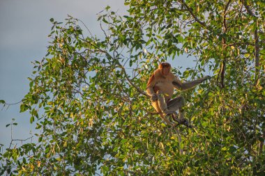 Proboscis maymunu (Nasalis larvatus) - Borneo 'daki yağmur ormanlarında (Kalimantan) ağaçlar ve palmiyelerle doğal ortamında uzun burunlu maymun (Hollandalı maymun)