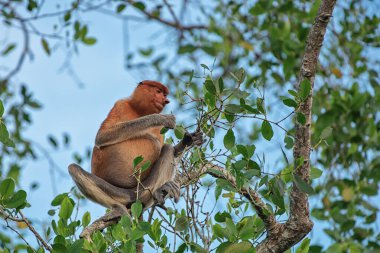 Proboscis maymunu (Nasalis larvatus) - Borneo 'daki yağmur ormanlarında (Kalimantan) ağaçlar ve palmiyelerle doğal ortamında uzun burunlu maymun (Hollandalı maymun)