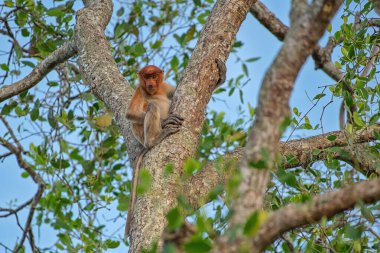 Dişi Proboscis maymunu (Nasalis larvatus) - Borneo (Kalimantan) adasındaki yağmur ormanlarındaki doğal ortamında uzun burunlu maymun (Hollandalı maymun)