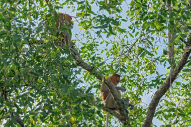 Büyük erkek hortum maymunu (Nasalis larvatus) - Borneo (Kalimantan) adasındaki yağmur ormanlarındaki doğal ortamında uzun burunlu maymun (Hollandalı maymun)