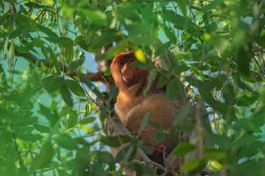 Büyük erkek hortum maymunu (Nasalis larvatus) - Borneo (Kalimantan) adasındaki yağmur ormanlarındaki doğal ortamında uzun burunlu maymun (Hollandalı maymun)