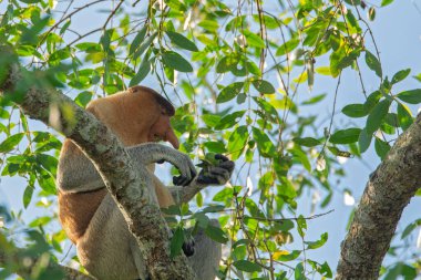 Büyük erkek hortum maymunu (Nasalis larvatus) - Borneo (Kalimantan) adasındaki yağmur ormanlarındaki doğal ortamında uzun burunlu maymun (Hollandalı maymun)