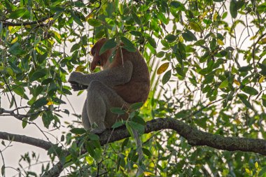 Büyük erkek hortum maymunu (Nasalis larvatus) - Borneo (Kalimantan) adasındaki yağmur ormanlarındaki doğal ortamında uzun burunlu maymun (Hollandalı maymun)