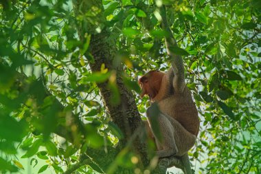 Büyük erkek hortum maymunu (Nasalis larvatus) - Borneo (Kalimantan) adasındaki yağmur ormanlarındaki doğal ortamında uzun burunlu maymun (Hollandalı maymun)