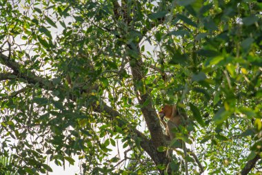 Büyük erkek hortum maymunu (Nasalis larvatus) - Borneo (Kalimantan) adasındaki yağmur ormanlarındaki doğal ortamında uzun burunlu maymun (Hollandalı maymun)