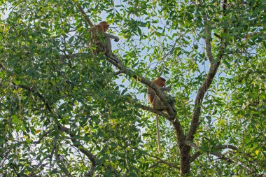 Büyük erkek hortum maymunu (Nasalis larvatus) - Borneo (Kalimantan) adasındaki yağmur ormanlarındaki doğal ortamında uzun burunlu maymun (Hollandalı maymun)