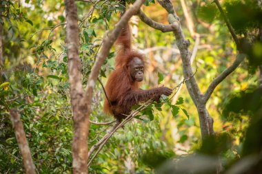 Playful adolescent orangutan (orang-utan) in his natural environment in the rainforest on Borneo (Kalimantan) island with trees and palms behind