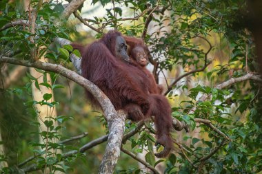 Anne orangutan (orangutan), Borneo (Kalimantan) adasındaki yağmur ormanlarında, arkasında ağaçlar ve palmiyeler bulunan komik, sevimli, sevimli bir bebek.