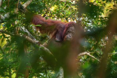 Orangutan (orangutan), Borneo (Kalimantan) adasındaki doğal ortamında ağaçlar ve palmiyelerle birlikte.