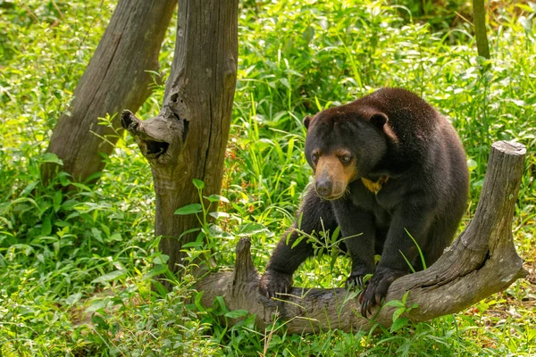Urso Sol Helarctos Malayanus Seu Ambiente Típico Floresta Tropical Bornéu — Fotografia de Stock