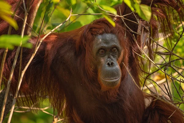 婆罗洲 加里曼丹 岛上热带雨林的自然环境中强壮而高大的雄性奥兰古坦 Orang Utan 身后有树和棕榈 — 图库照片