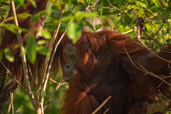 Hombre Fuerte Grande Orangután Orangután Entorno Natural Selva Tropical Borneo —  Fotos de Stock