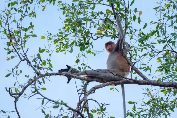 Macaco Probóscide Nasalis Larvatus Macaco Nariz Comprido Macaco Holandês Seu — Fotografia de Stock