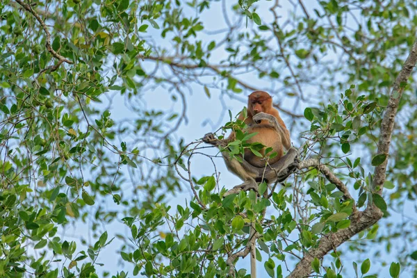 Proboscis Aap Nasalis Larvatus Langsnuitaap Zijn Natuurlijke Omgeving Het Regenwoud — Stockfoto