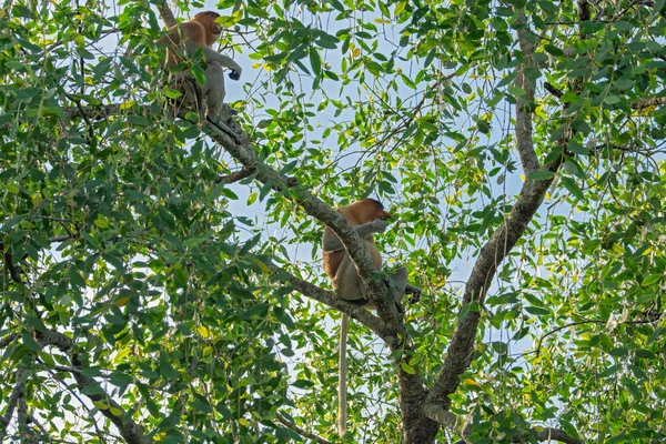 Büyük erkek hortum maymunu (Nasalis larvatus) - Borneo (Kalimantan) adasındaki yağmur ormanlarındaki doğal ortamında uzun burunlu maymun (Hollandalı maymun)