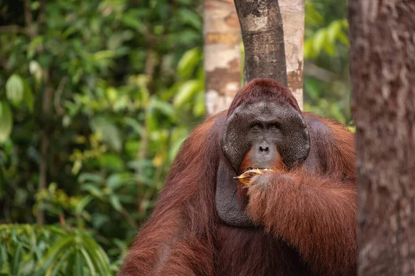 Hombre Fuerte Grande Orangután Orangután Entorno Natural Selva Tropical Borneo — Foto de Stock