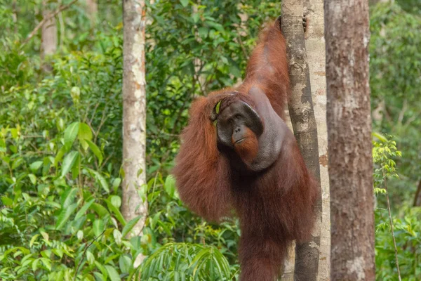 Hombre Fuerte Grande Orangután Orangután Entorno Natural Selva Tropical Borneo —  Fotos de Stock