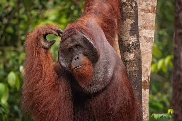 婆罗洲 加里曼丹 岛上热带雨林的自然环境中强壮而高大的雄性奥兰古坦 Orang Utan 身后有树和棕榈 — 图库照片