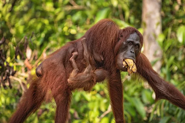 婆罗洲 加里曼丹 岛上热带雨林中的雌性大猩猩 Orang Utan 自然环境中的香蕉 身后有树和棕榈 — 图库照片