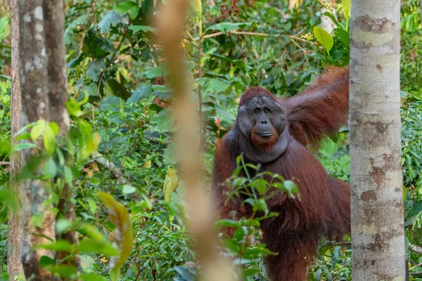 Orang Outan Mâle Fort Grand Orang Outan Dans Son Environnement — Photo