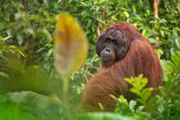 Stark Och Stor Hane Orangutan Orang Utan Sin Naturliga Miljö — Stockfoto