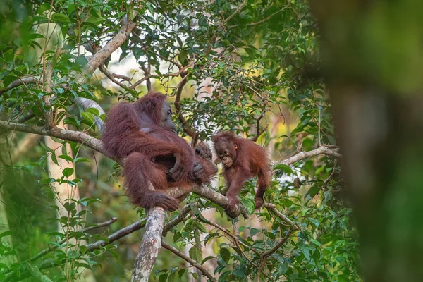 Madre Orangután Orangután Con Divertido Lindo Bebé Juguetón Entorno Natural —  Fotos de Stock