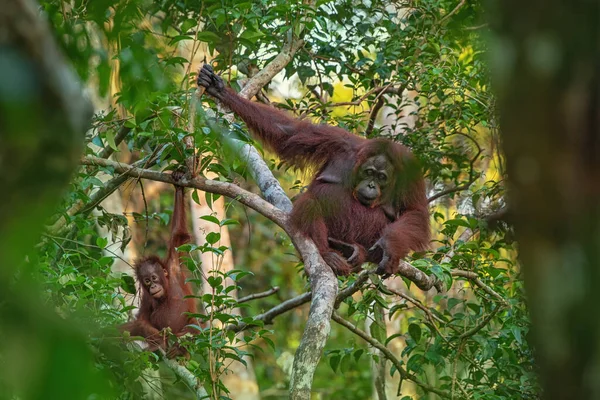 婆罗洲 加里曼丹 岛上的热带雨林里 猩猩妈妈 Orang Utan 在他的自然环境中 带着滑稽可爱的嬉闹小宝宝 身后有树和棕榈 — 图库照片