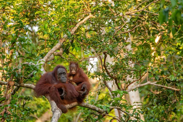 婆罗洲 加里曼丹 岛上的热带雨林里 猩猩妈妈 Orang Utan 在他的自然环境中 带着滑稽可爱的嬉闹小宝宝 身后有树和棕榈 — 图库照片