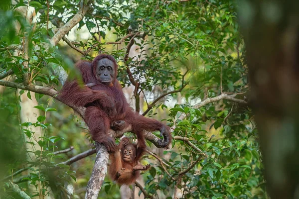 婆罗洲 加里曼丹 岛上的热带雨林里 猩猩妈妈 Orang Utan 在他的自然环境中 带着滑稽可爱的嬉闹小宝宝 身后有树和棕榈 — 图库照片