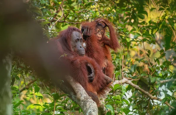 Madre Orangután Orangután Con Divertido Lindo Bebé Juguetón Entorno Natural —  Fotos de Stock