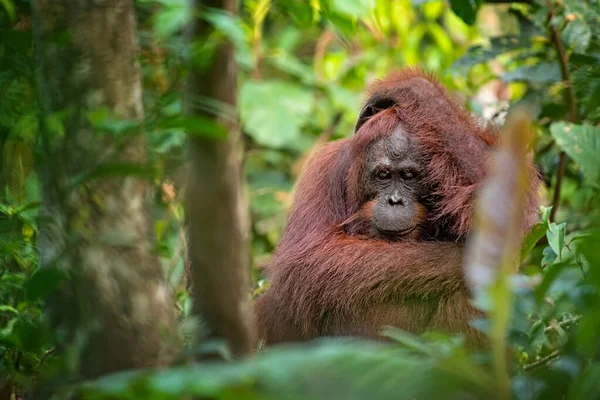 Orangután Orangután Entorno Natural Selva Tropical Borneo Kalimantan Isla Con —  Fotos de Stock