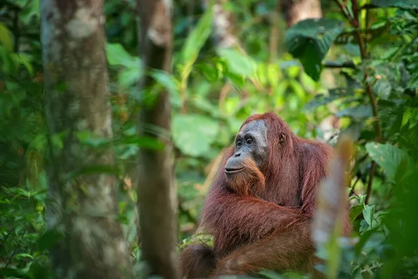 Orangután Orangután Entorno Natural Selva Tropical Borneo Kalimantan Isla Con —  Fotos de Stock